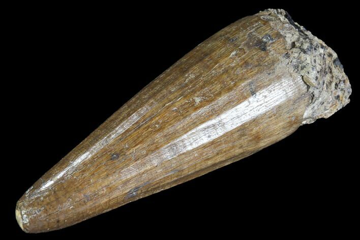 Fossil Crocodilian (Goniopholid) Tooth - Texas #88755